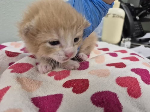 CANDY CORN - Domestic Short Hair available for adoption