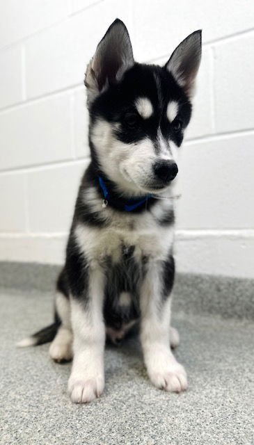 BUCK - Siberian Husky available for adoption