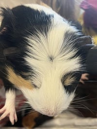 DAISY - Photo 1