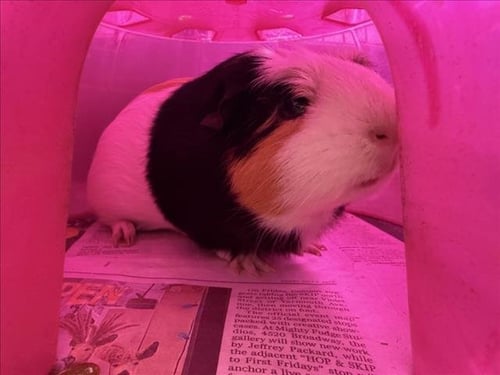 DAISY - Guinea Pig available for adoption