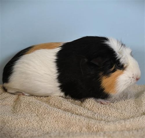 DAISY - Guinea Pig available for adoption