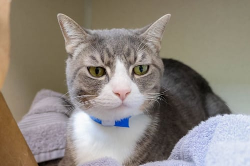 MR BONKERS - Domestic Short Hair available for adoption