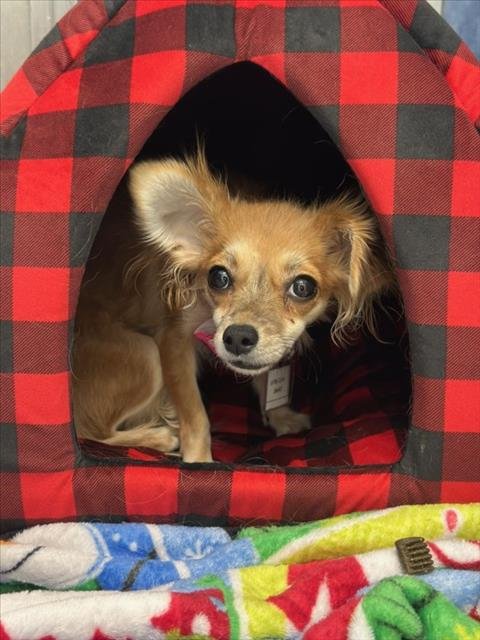 FARRAH - Chihuahua / Papillon available for adoption