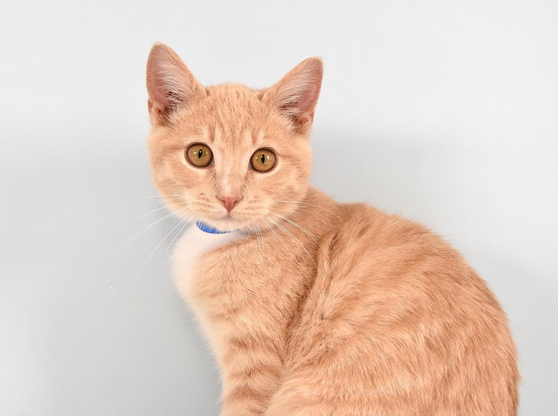 CUDDLES - Domestic Short Hair available for adoption