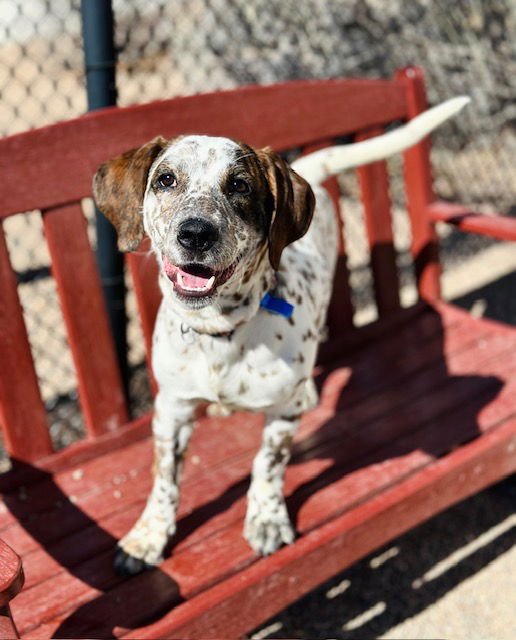 FRANKLIN - Australian Cattle Dog/Blue Heeler / Basset Hound available for adoption