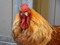 MIDAS - Photo 1