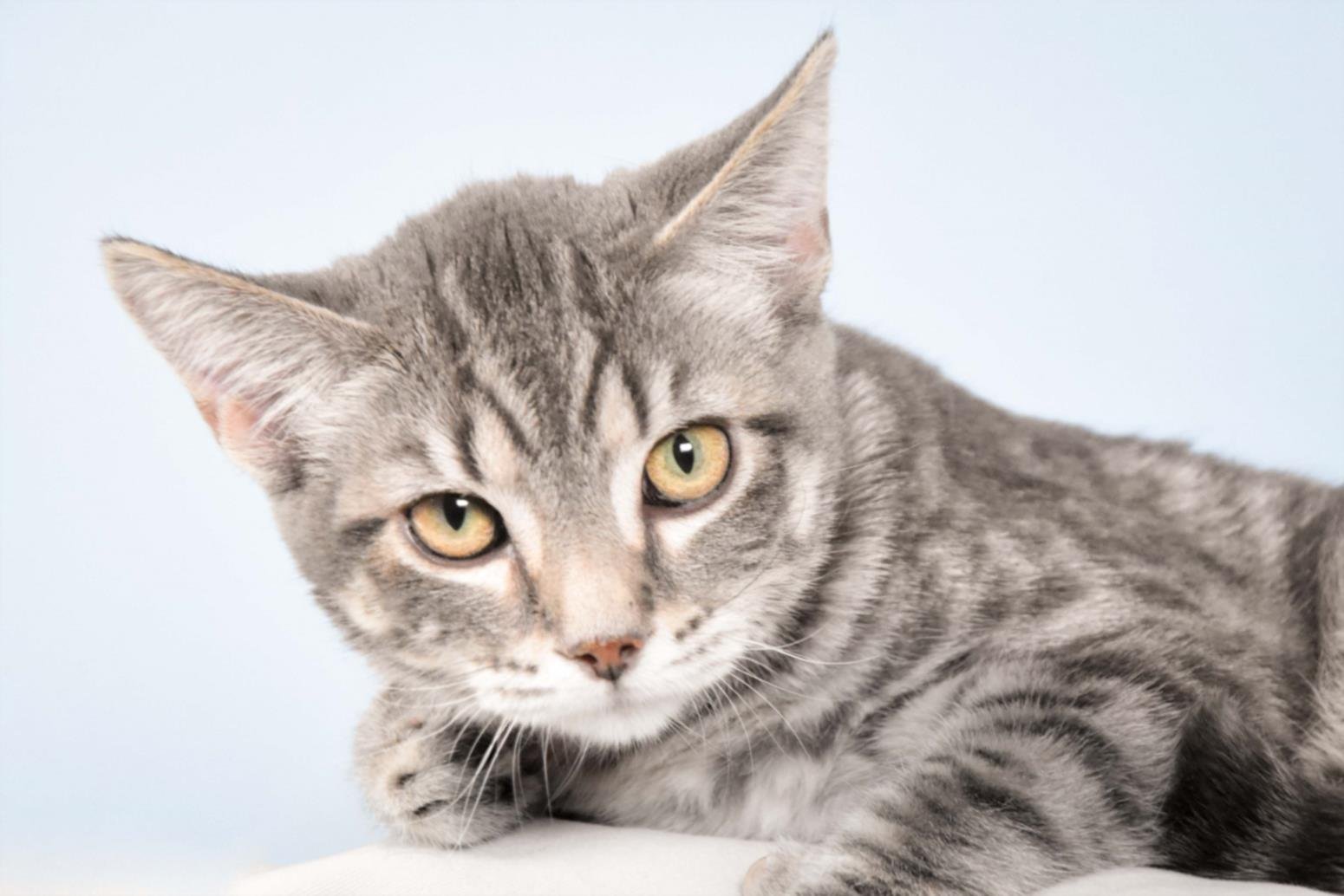 WHISK - Domestic Short Hair available for adoption