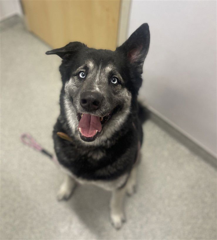 DENALI - Siberian Husky available for adoption