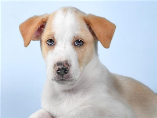 BLONDIE - Australian Cattle Dog/Blue Heeler available for adoption