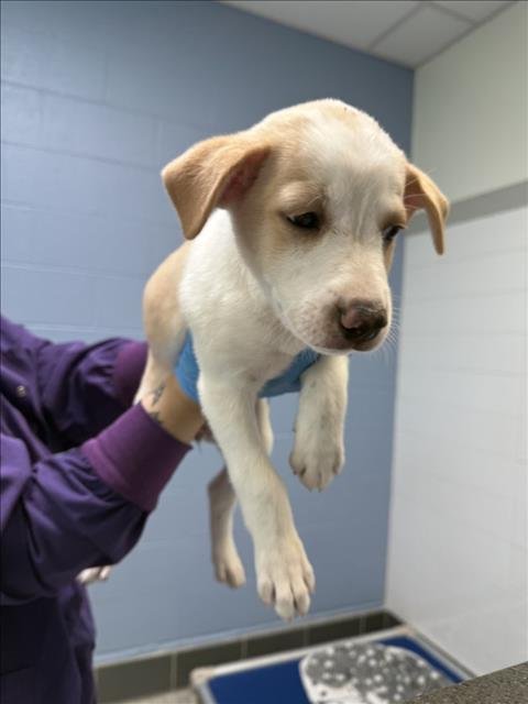 BLONDIE - Australian Cattle Dog/Blue Heeler available for adoption