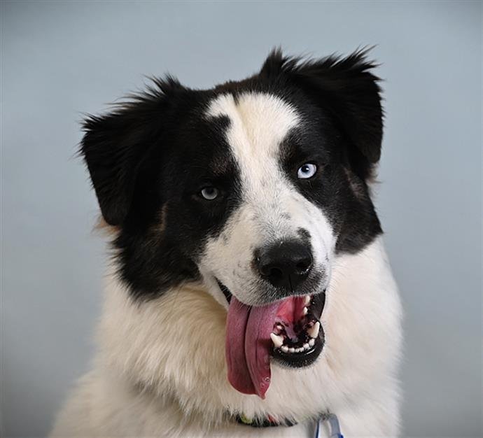 THOR - Australian Shepherd available for adoption