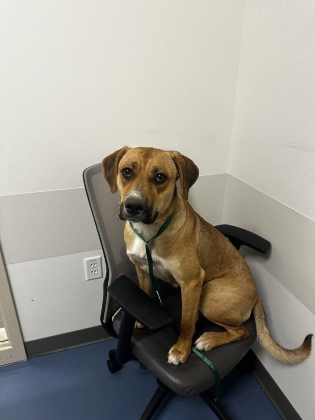 DARA - Rhodesian Ridgeback available for adoption