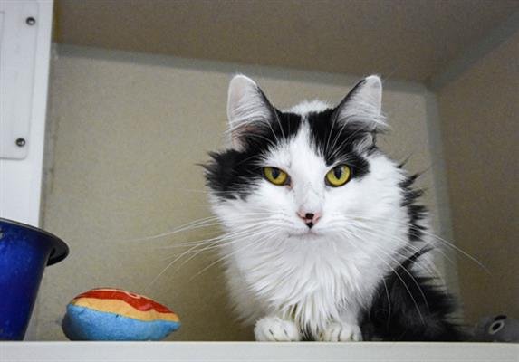 EFFIE Image