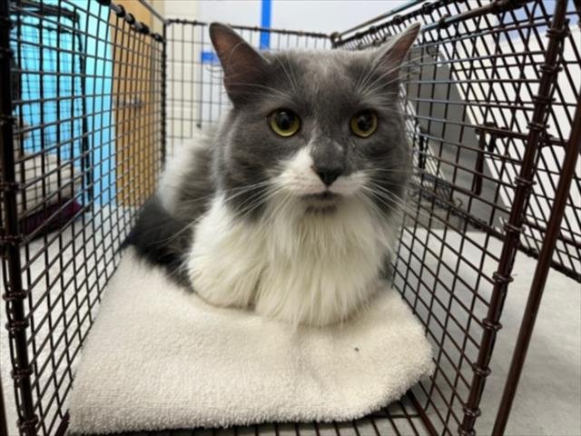 STORMY - Domestic Short Hair available for adoption