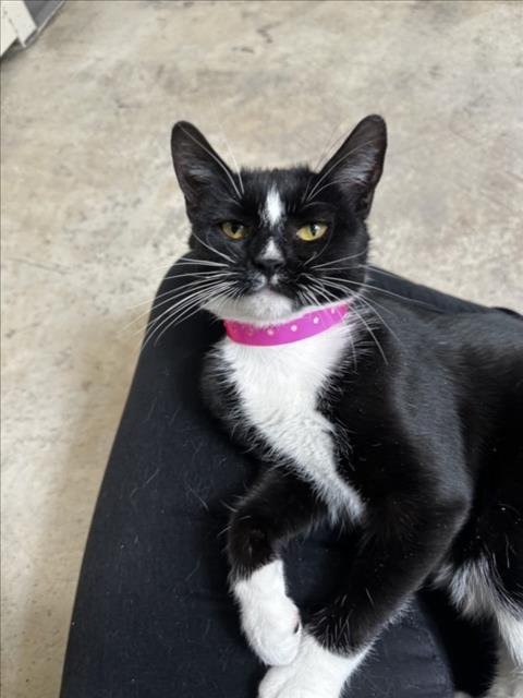 SWEETNESS - Domestic Medium Hair available for adoption