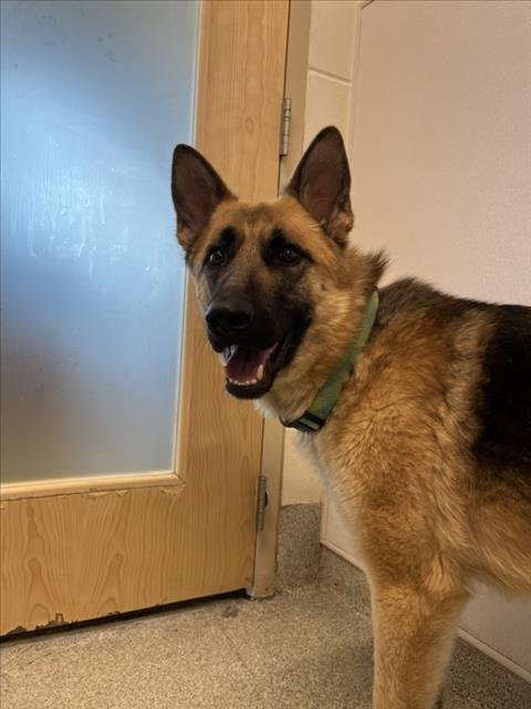 PRANCER - German Shepherd Dog available for adoption