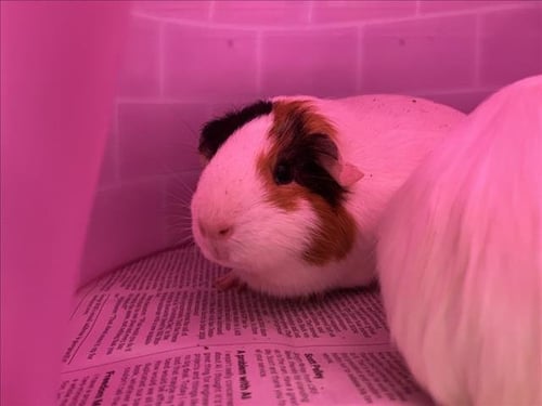 RUMI - Guinea Pig available for adoption