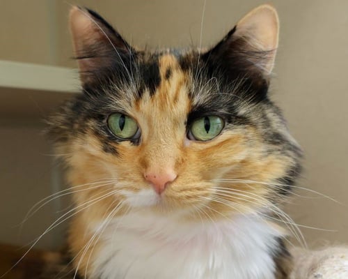 LITTLE - Domestic Long Hair for adoption in Fort Collins