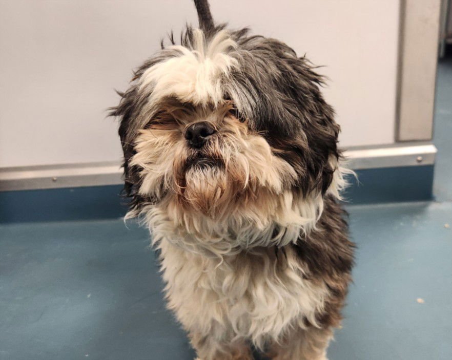 ALFIE - Shih Tzu available for adoption