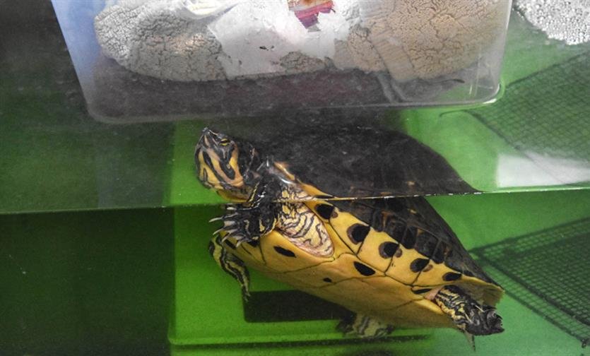 TINKY - Turtle available for adoption