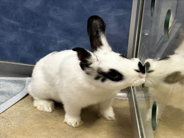 WARRIOR - Shorthaired Rabbit / English Spot available for adoption
