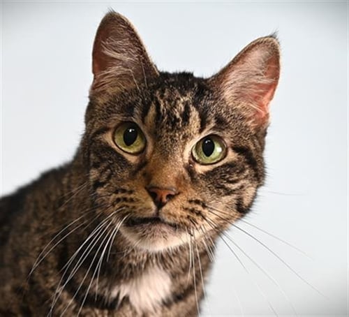 LUNA - Domestic Short Hair available for adoption