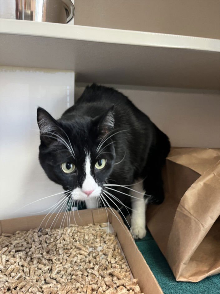 BEETLE JUICE - Domestic Short Hair available for adoption