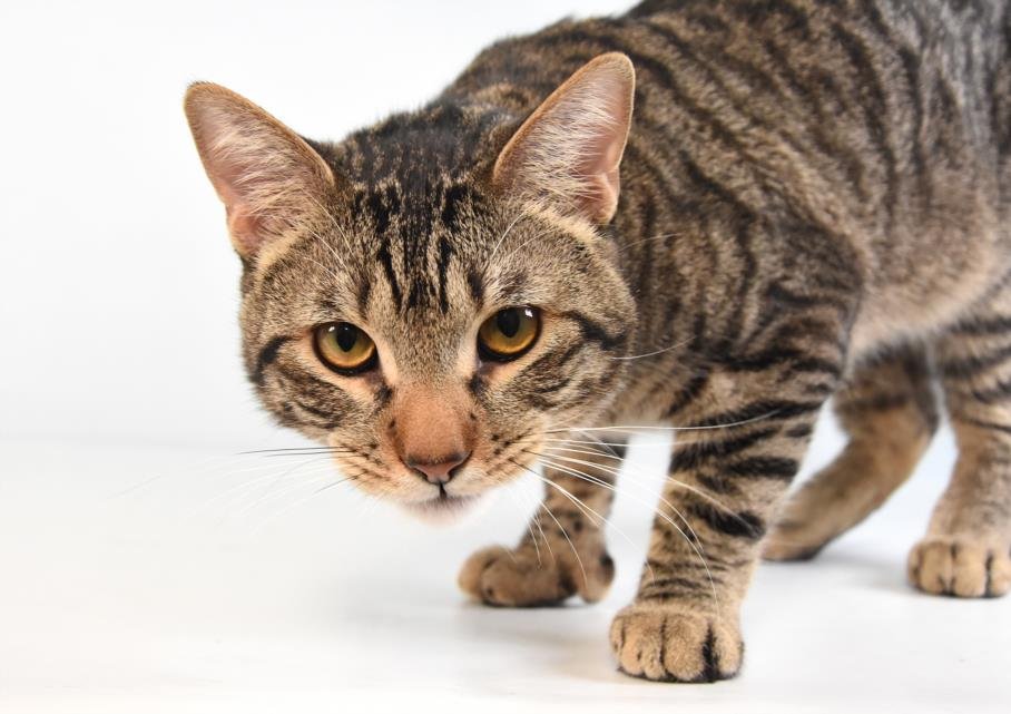 NELSON - Domestic Short Hair available for adoption