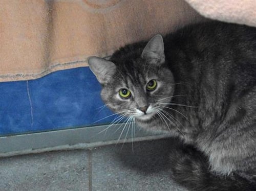 LUCY - Domestic Short Hair available for adoption