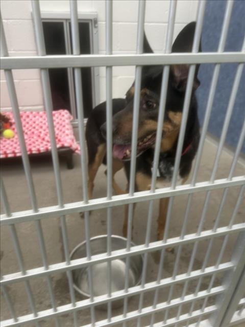 ROSCOE - German Shepherd Dog available for adoption