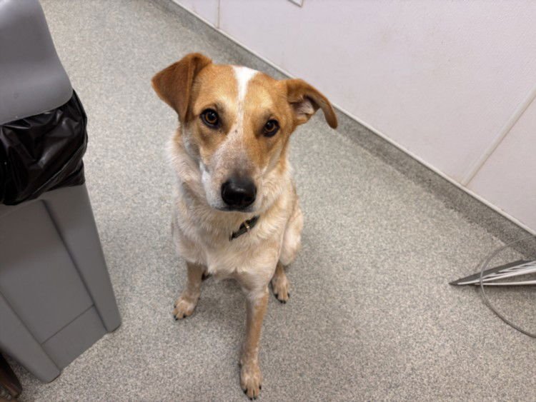 TEO - Australian Cattle Dog/Blue Heeler / Great Pyrenees available for adoption