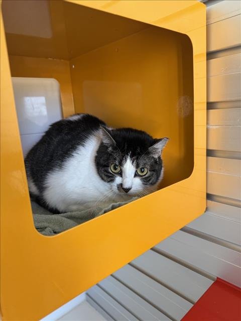 FENDI - Domestic Short Hair available for adoption