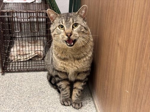 BASTILLE - Domestic Short Hair available for adoption