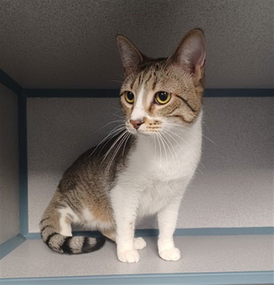 FRIDAY - Domestic Short Hair available for adoption