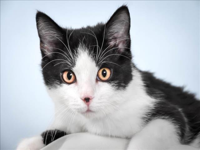 GREGORY - Domestic Short Hair available for adoption