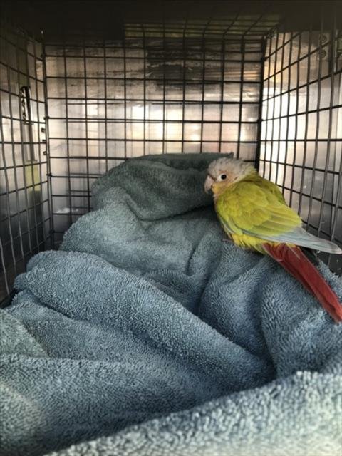 FERN - Conure available for adoption