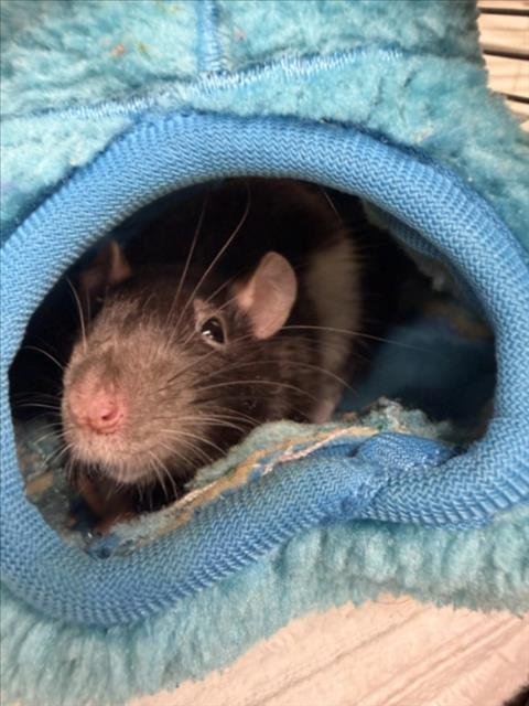 MARBLE - Rat available for adoption