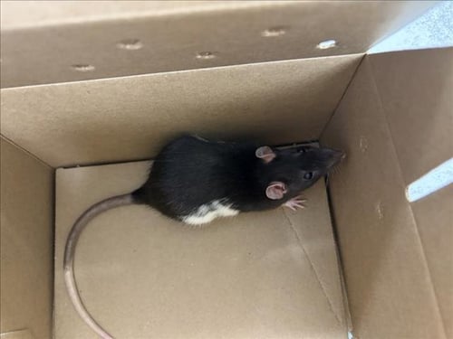 MARBLE - Rat available for adoption