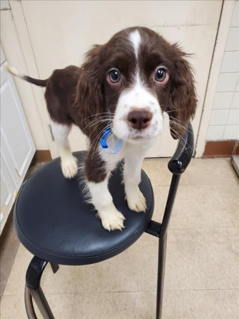 SCOOBY DOO - English Cocker Spaniel available for adoption