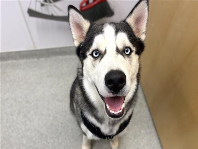 ZEUS - Siberian Husky available for adoption