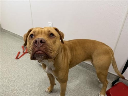 GINGER - Staffordshire Bull Terrier / Pit Bull Terrier available for adoption