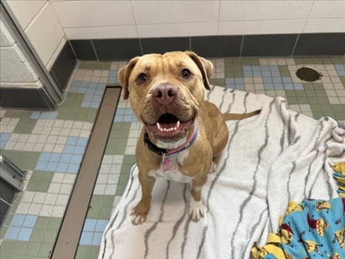 GINGER - Staffordshire Bull Terrier / Pit Bull Terrier available for adoption