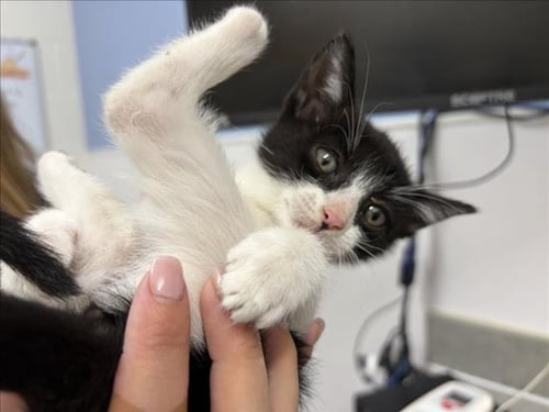 ARCHER - Domestic Short Hair available for adoption