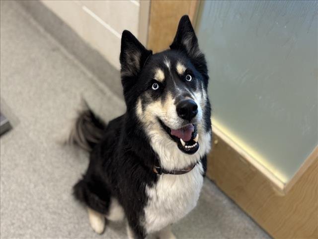 CANYON - Siberian Husky available for adoption