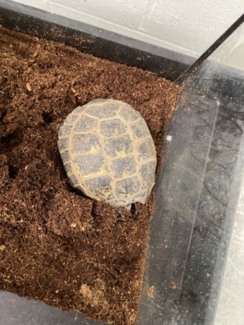 DARWIN - Tortoise available for adoption