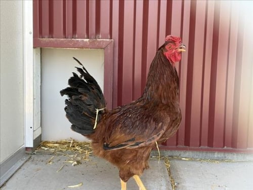 LITTLE RED - Chicken available for adoption