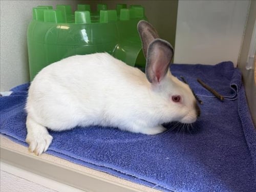CARROT - Shorthaired Rabbit available for adoption