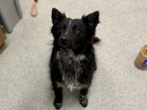 LES SCHWAB - Border Collie available for adoption