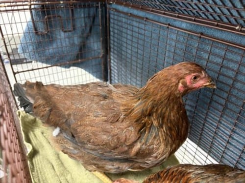 COCO - Chicken available for adoption