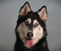 KAYA - Photo 1